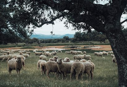 Programa RAW! de EIT Food para la agricultura y ganadería regenerativa.
