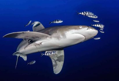 Buceo seguro con tiburones en el Mar Rojo; Desmitificando miedos y promoviendo la conservación