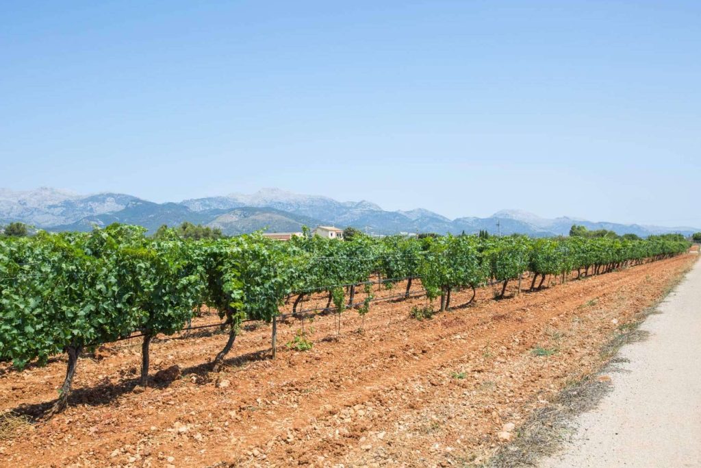 Enoturismo en auge, Vacalia ofrece casas con encanto para descubrir el vino en Mallorca
