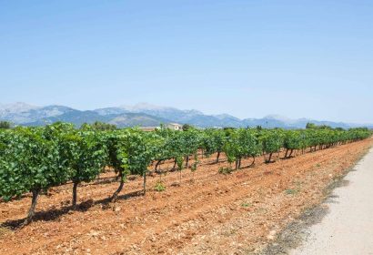 Enoturismo en auge, Vacalia ofrece casas con encanto para descubrir el vino en Mallorca
