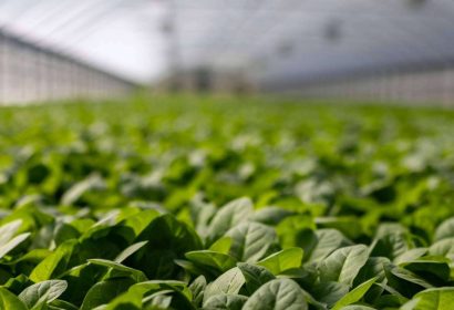 Cómo aplicar correctamente los fertilizantes para maximizar su eficacia