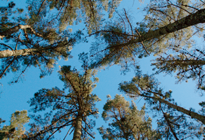 Los bosques de Naturgy: reforestar, conservar biodiversidad y reducir impacto climático