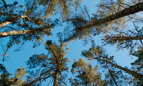 Los bosques de Naturgy: reforestar, conservar biodiversidad y reducir impacto climático