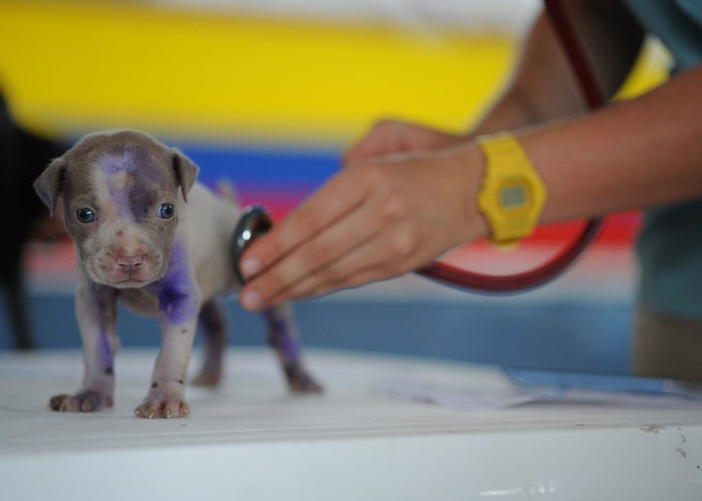 plan de negocio clínica veterinaria